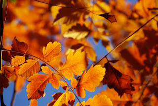 Autumn bucket list - Autumn leaves