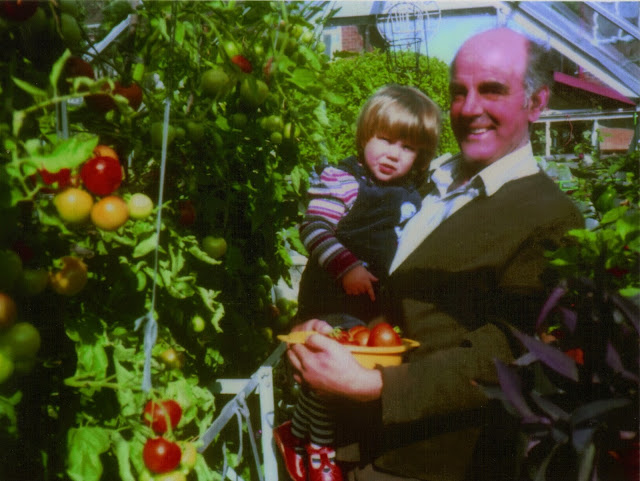 tomatoes in the greenhouse with Grandad