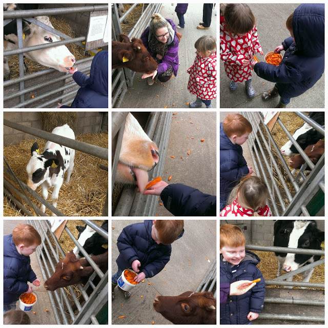 Feeding the cows at Reddish Vale Farm
