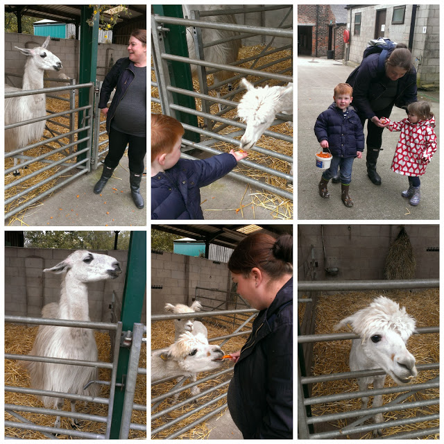 Llamas at Reddish Vale Farm