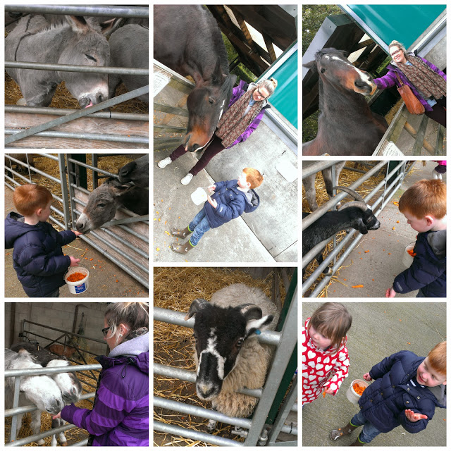 Hand feeding the goats at Reddish Vale Farm