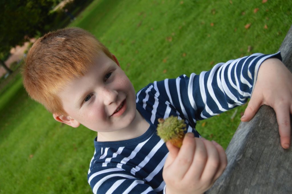 acorns