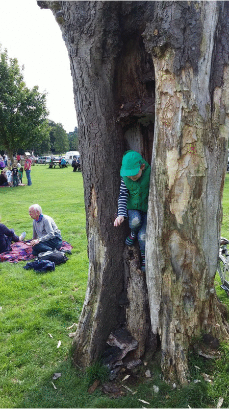 explore inside a tree