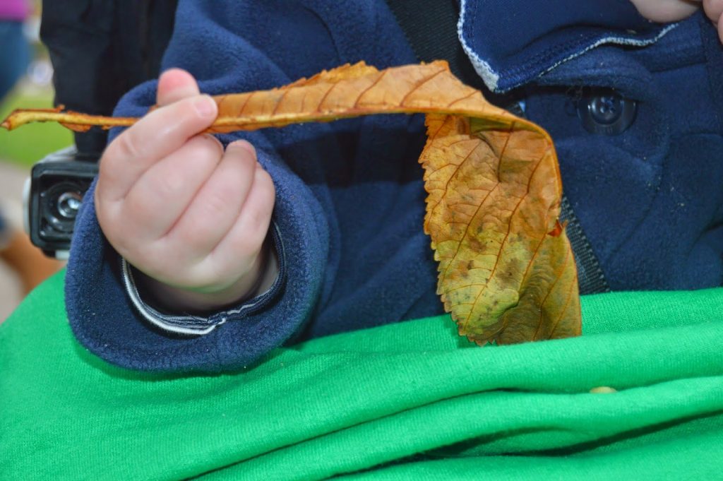 autumn leaf