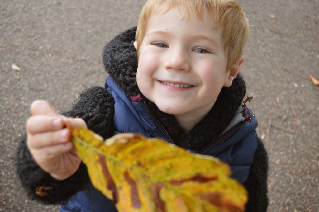 big leaf