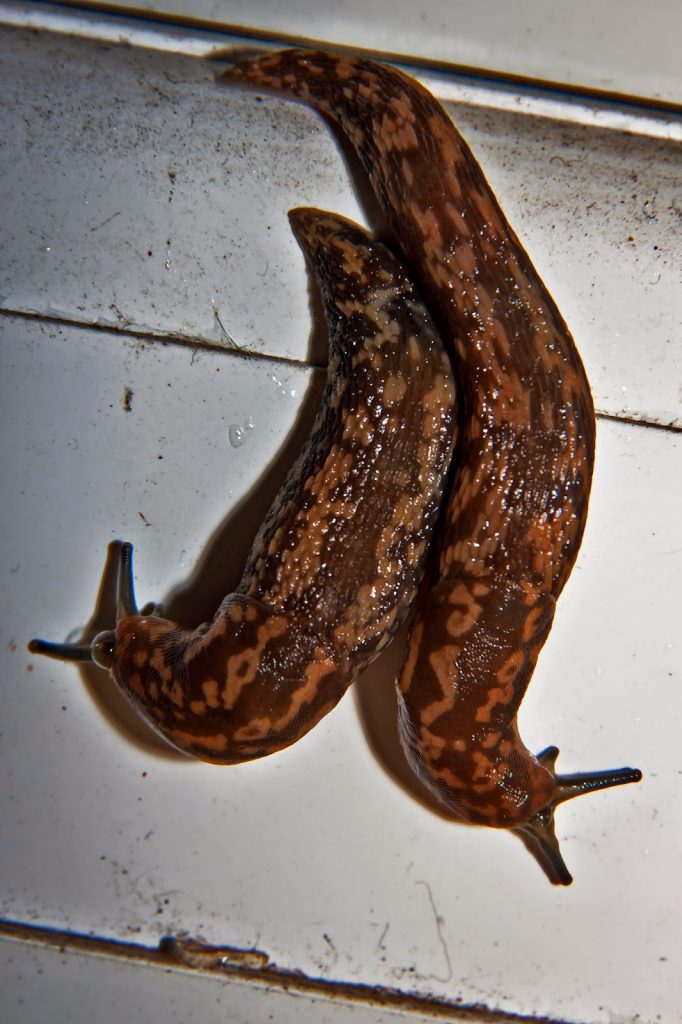 How to get rid of slugs in the house