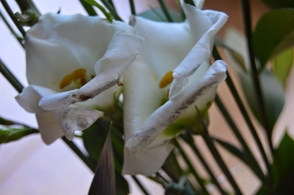 Debenhams flowers - some damage