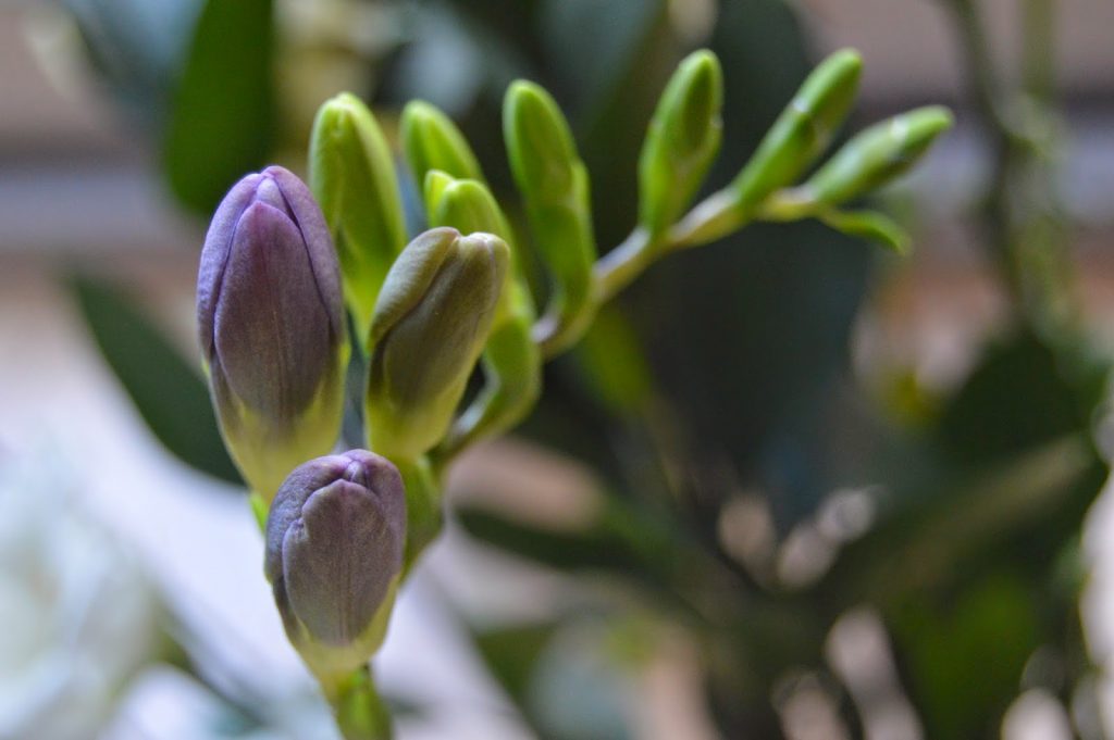 Debenhams flowers - buds
