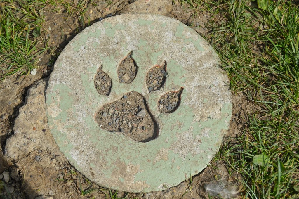 Room on the Broom Adventure Trail - paw prints to follow
