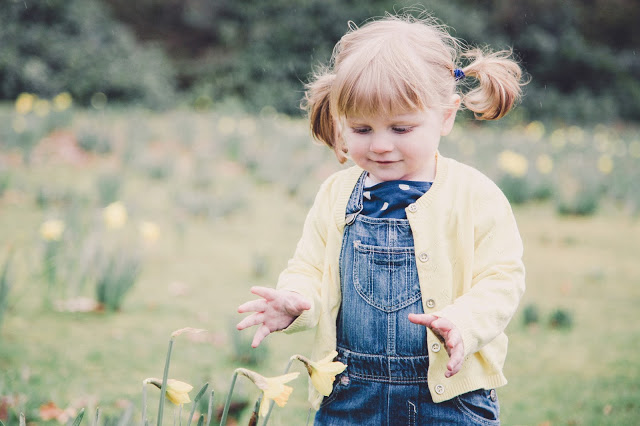 Toddler wearing dungarees and yellow cardigan looking at daffodils in Heaton Park - photograph by Saly Langstaff