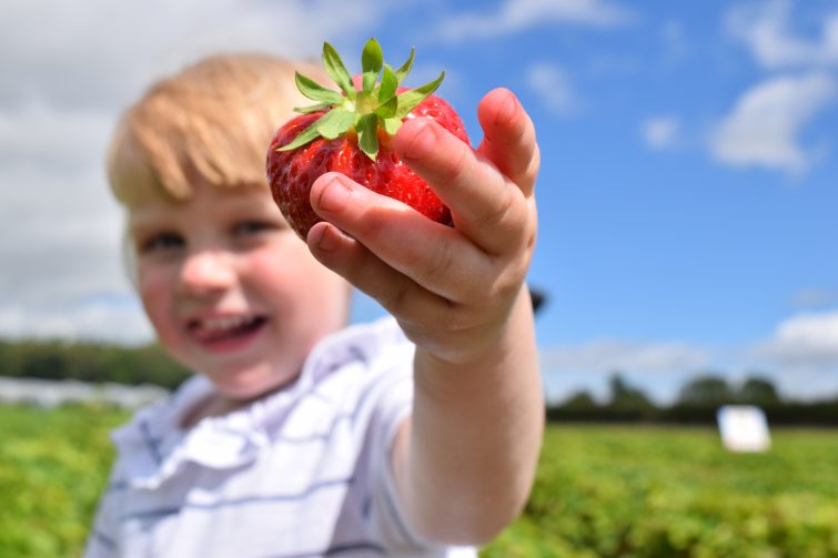 Little girl with strawberry