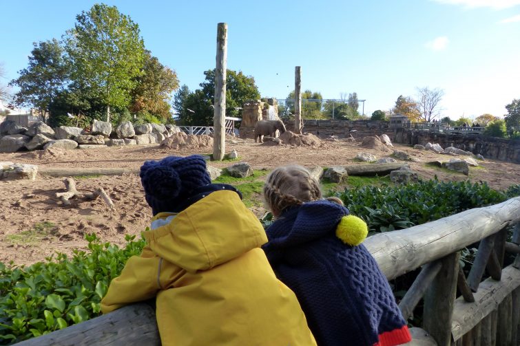 Girls watching elephants at Chester Zoo