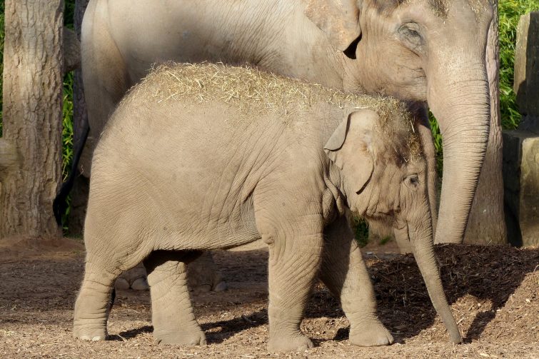 Elephants at Chester Zoo