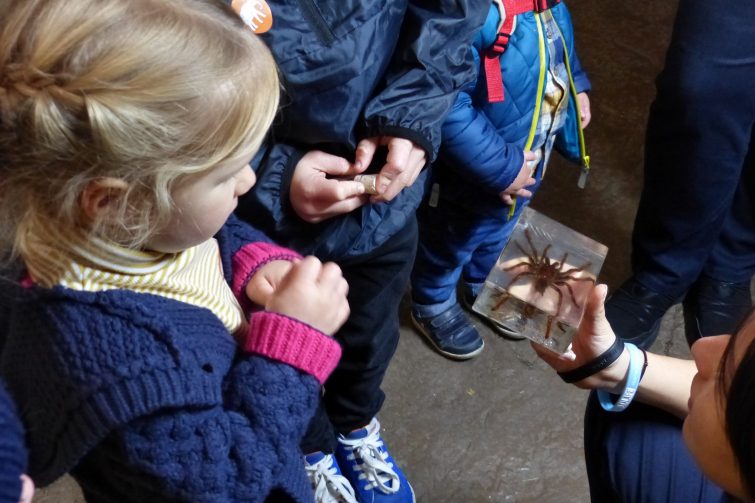 The Enchantment of Chester Zoo - Tarantula