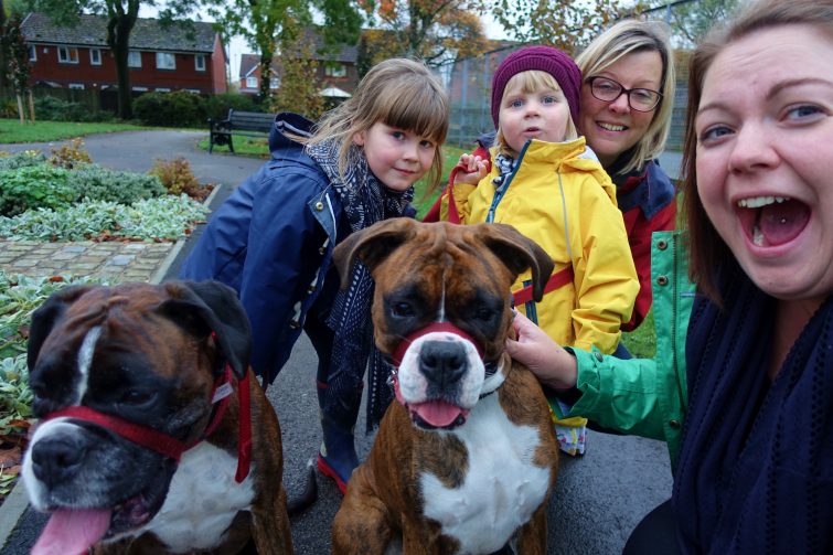 Family walking two boxers