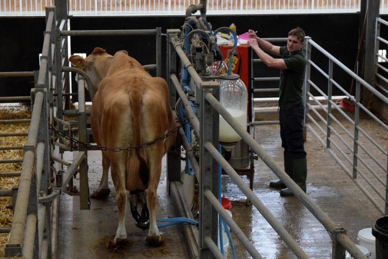 Milking at Cannon Hall Farm