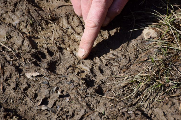 Tracking animal prints in the wood