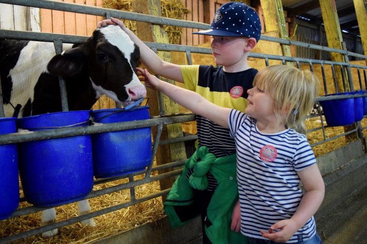Stroking the calves at Smithills Open Farm with Piri Allergy