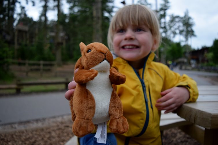 Red squirrel at Center Parcs, Whinfell Forest