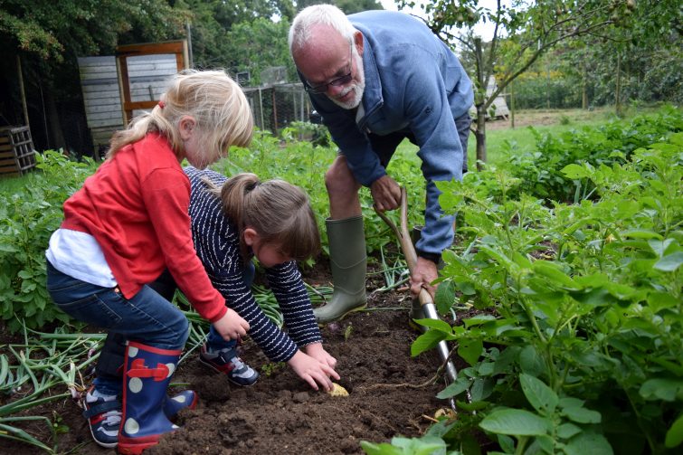 Digging up potatoes