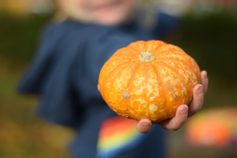 Pick your own pumpkin