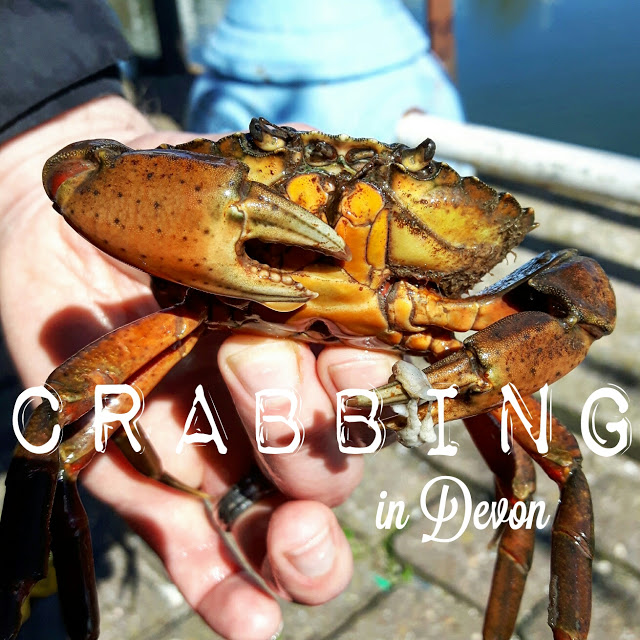Crabbing in Devon