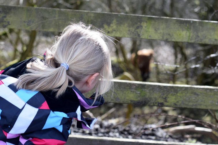 Amy peeping at a highland cow through the fence