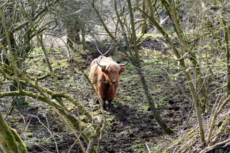 A highland cow in woodland at Daisy Nook
