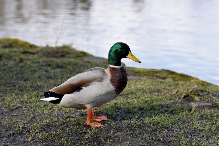Mallard