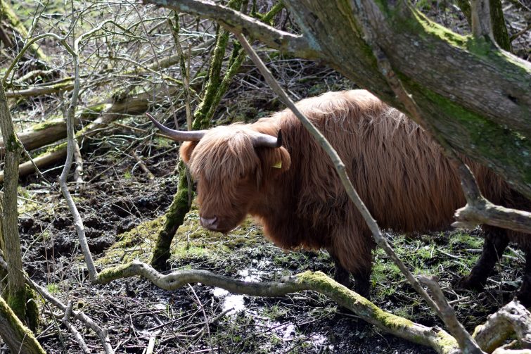 Highland cow in the mud