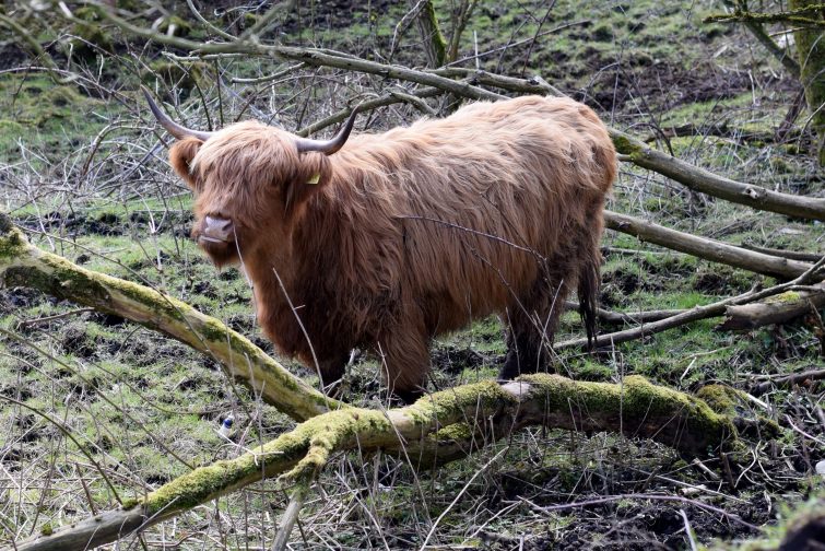Highland cow at Daisy Nook