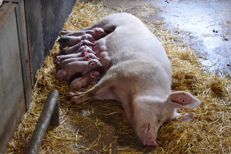 Piglets at Canon Hall Farm