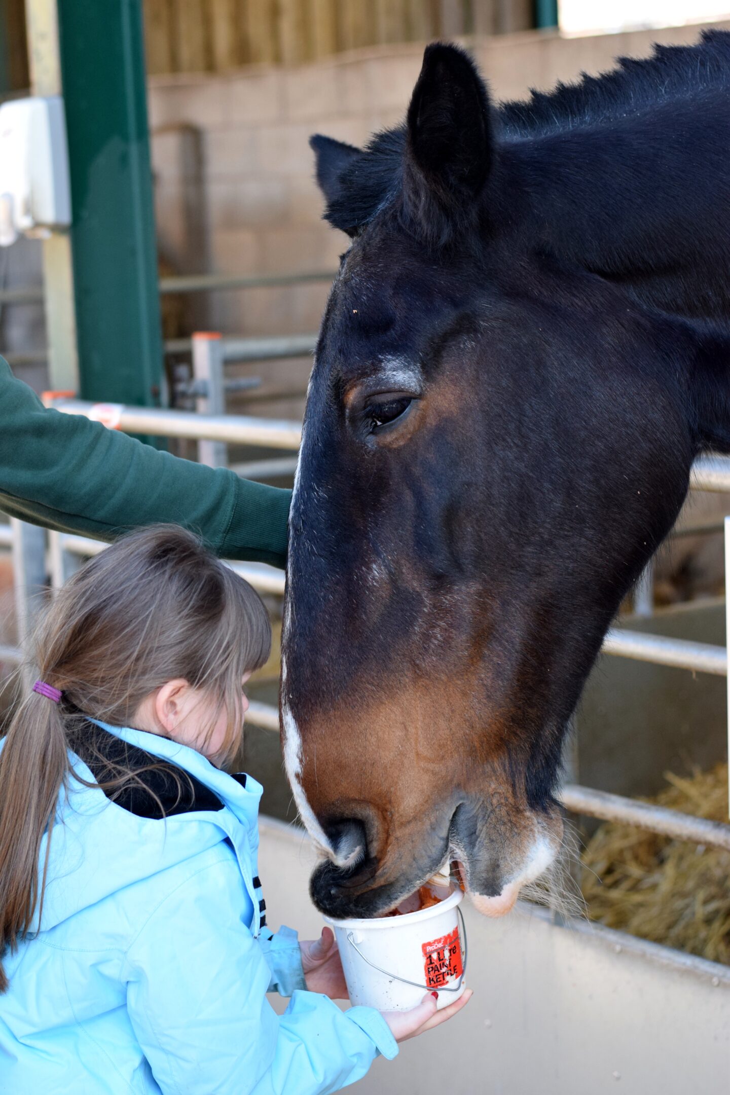 Feeding the animals at Reddish Vale Farm