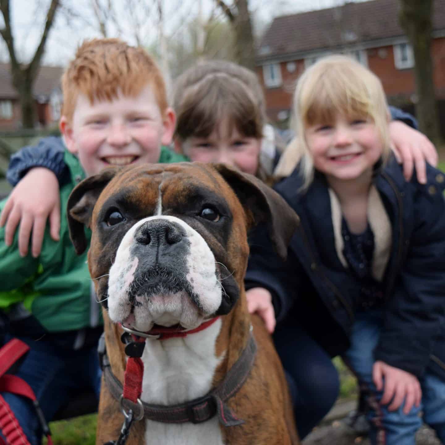 Kids with Boxer dog