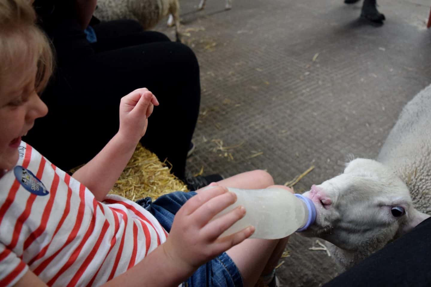 Bottle feeding lambs at Smithills Open Farm