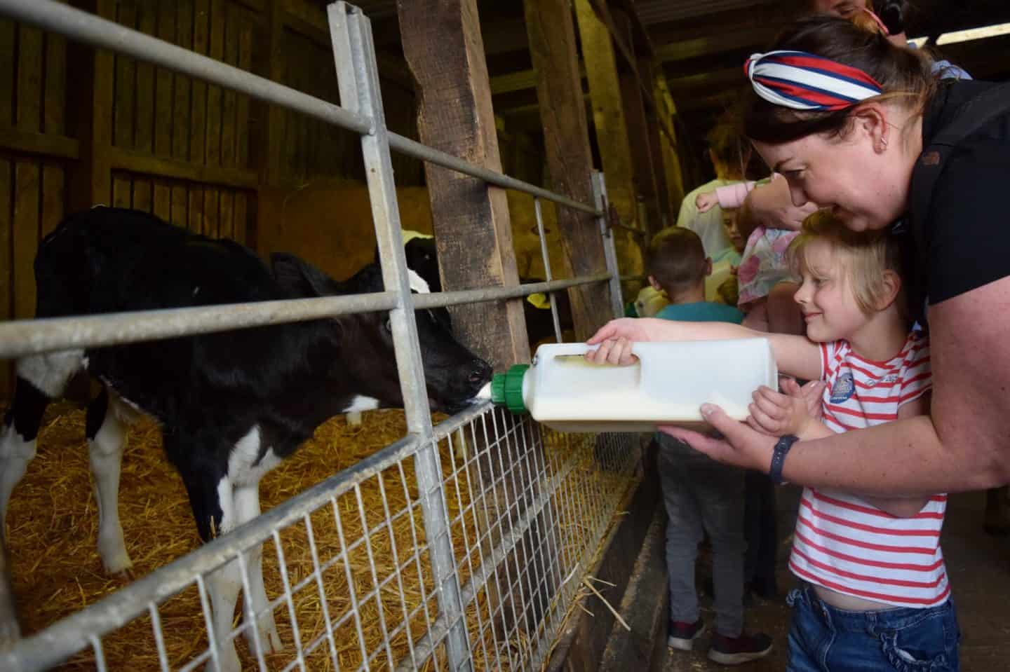 Feeding calves at Smithills Farm