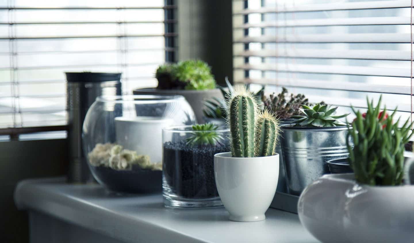 Collection of house plants on a window ledge