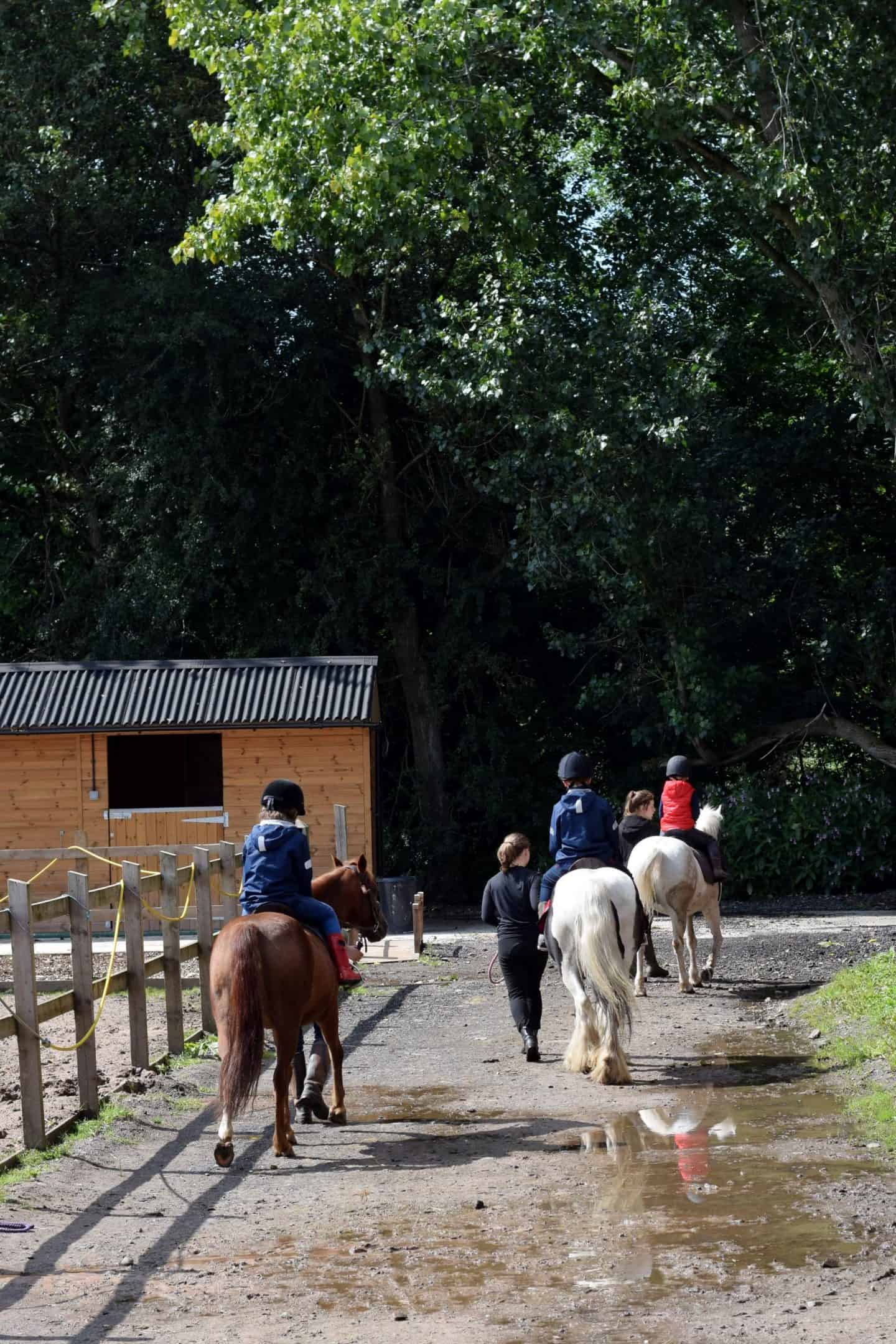 Horse riding lessons - £15 for half an hour