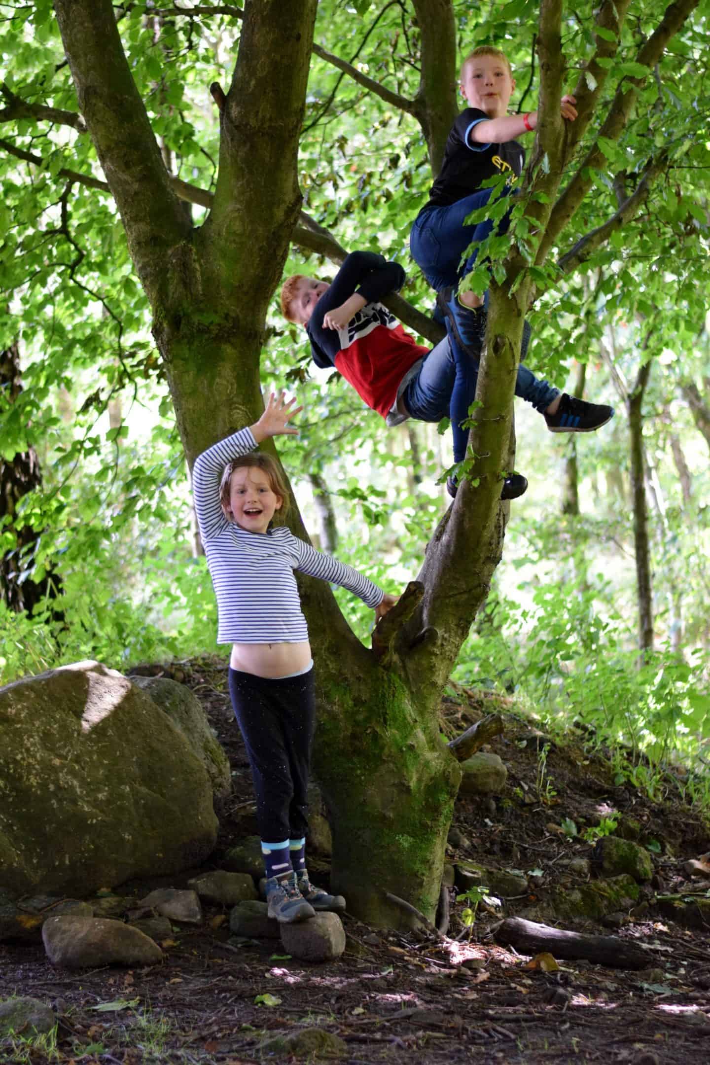 woodland space at Crowden campsite