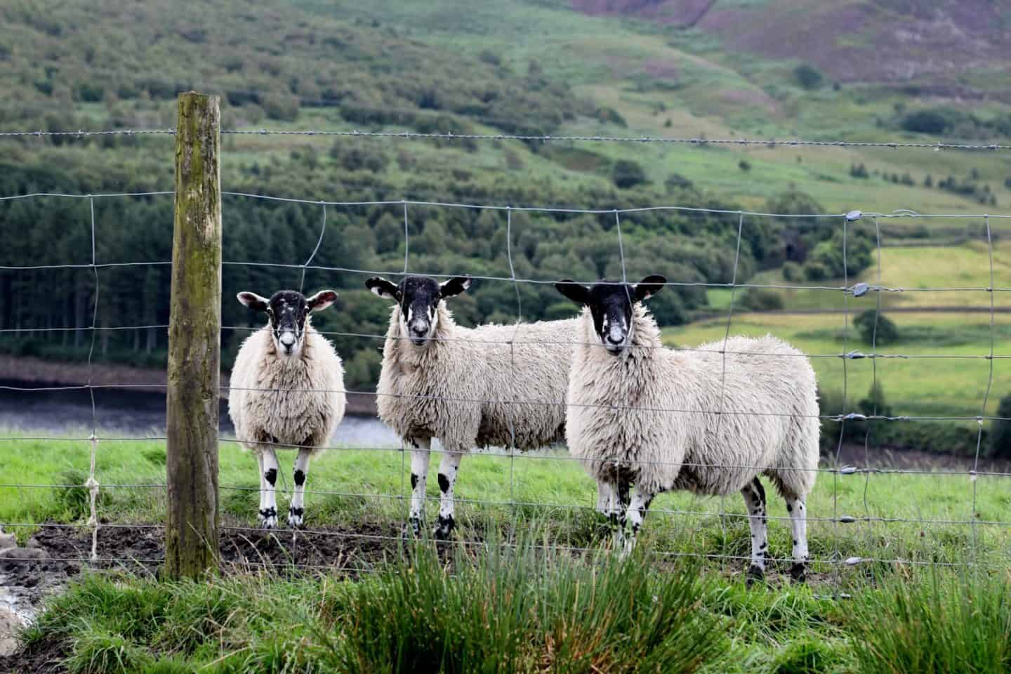 Three sheep peeping through a wire fence