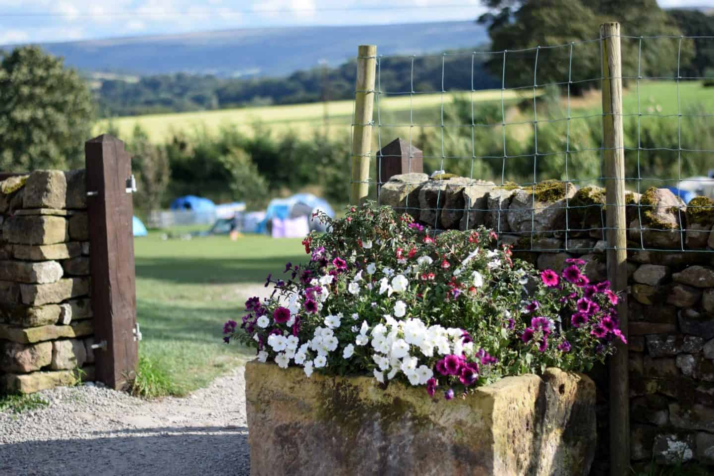 Flowers at Catgill campsite