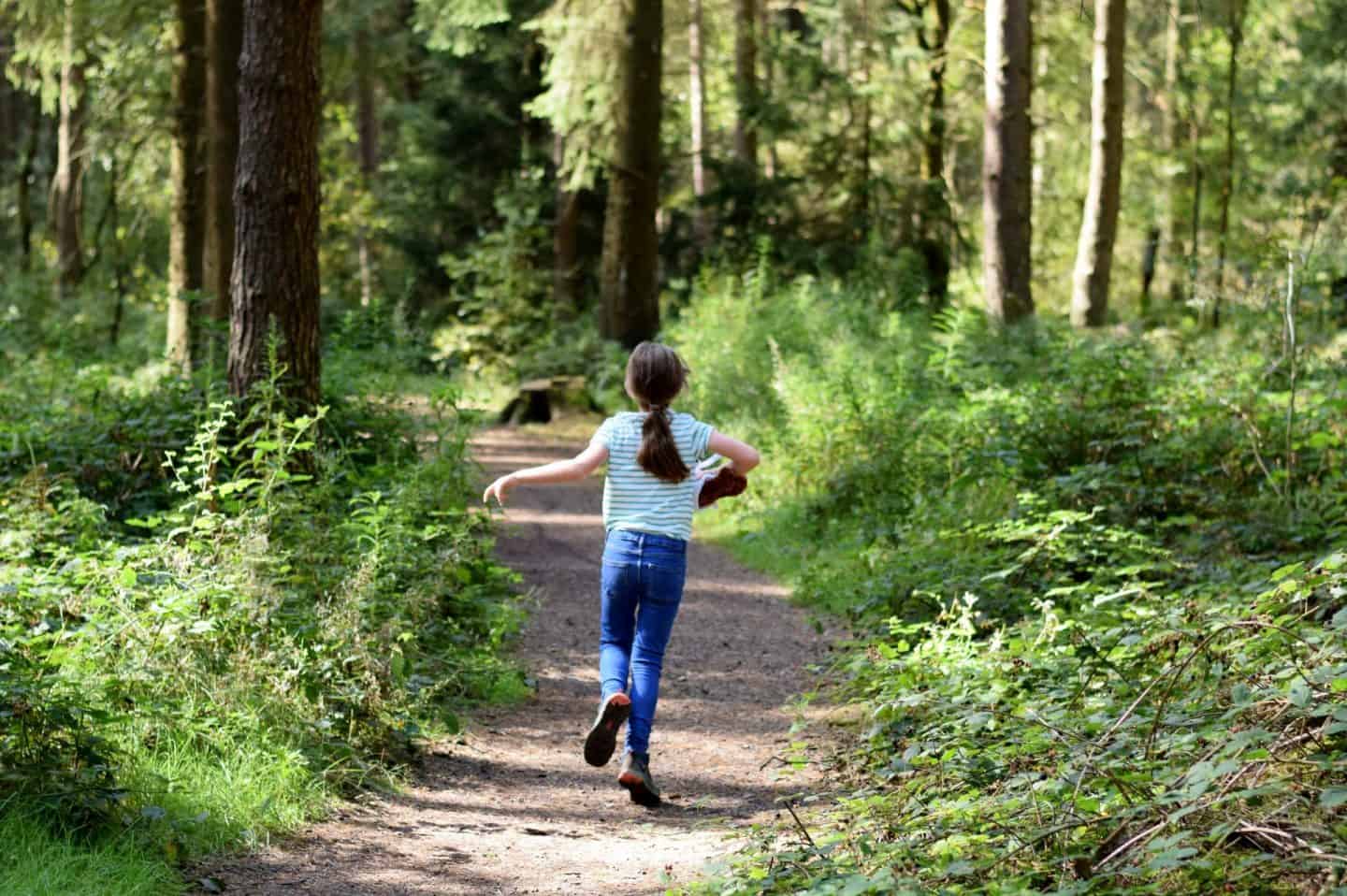 Darwin Forest woodland trails in the early autumn sunshine