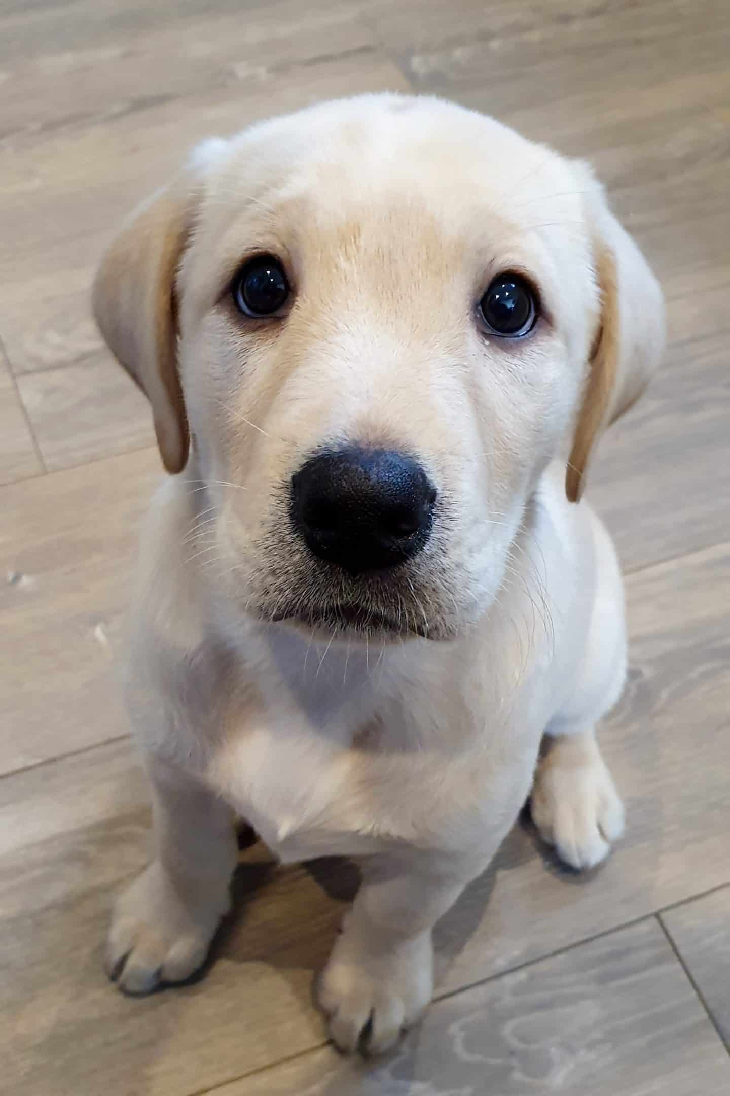Labrador puppy - Edie
