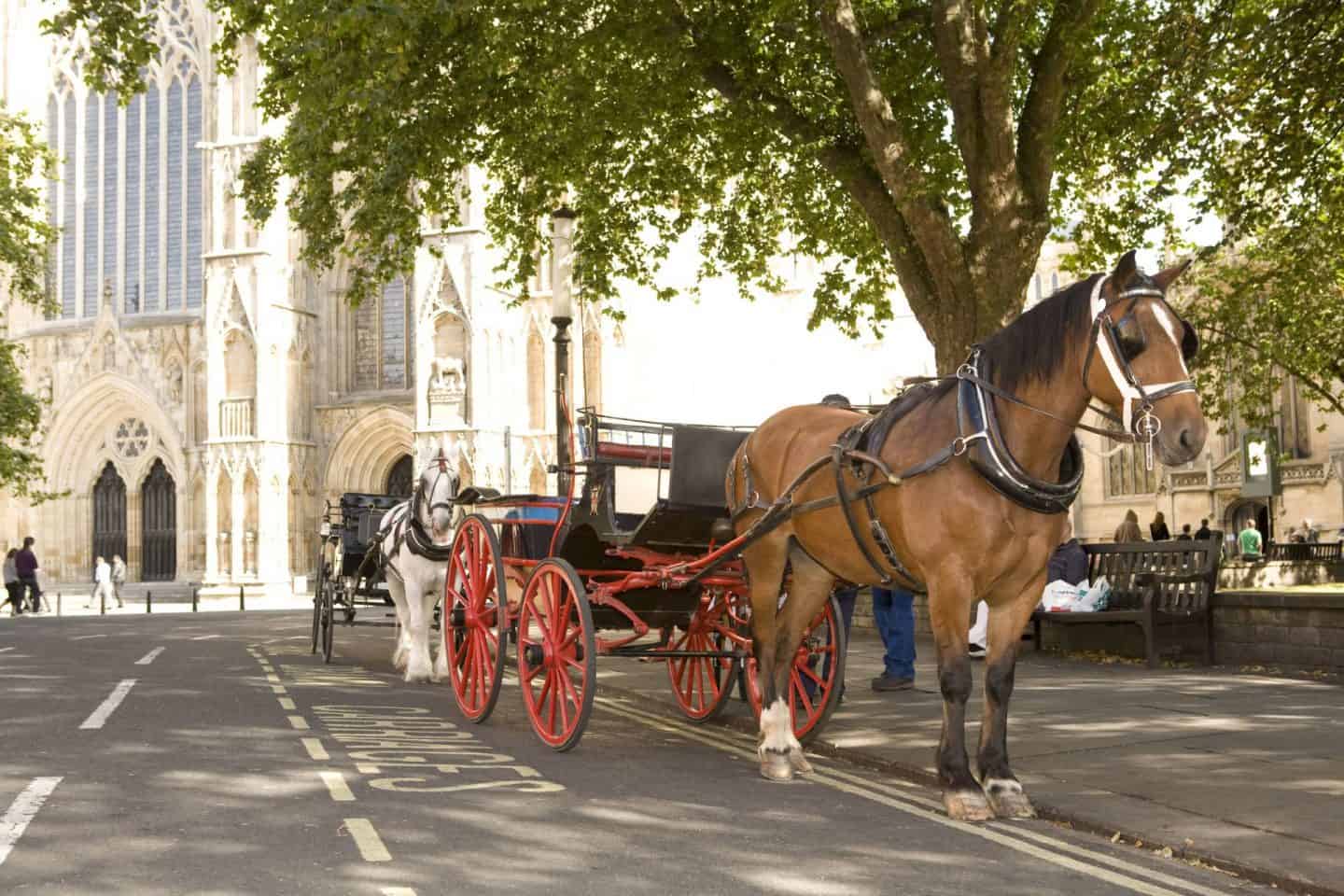Take a horse and cart ride from outside York Minster and tour the city
