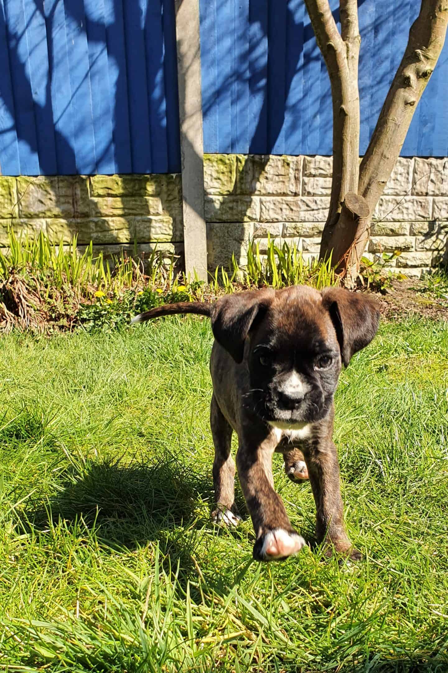 boxer puppy playing in the garden