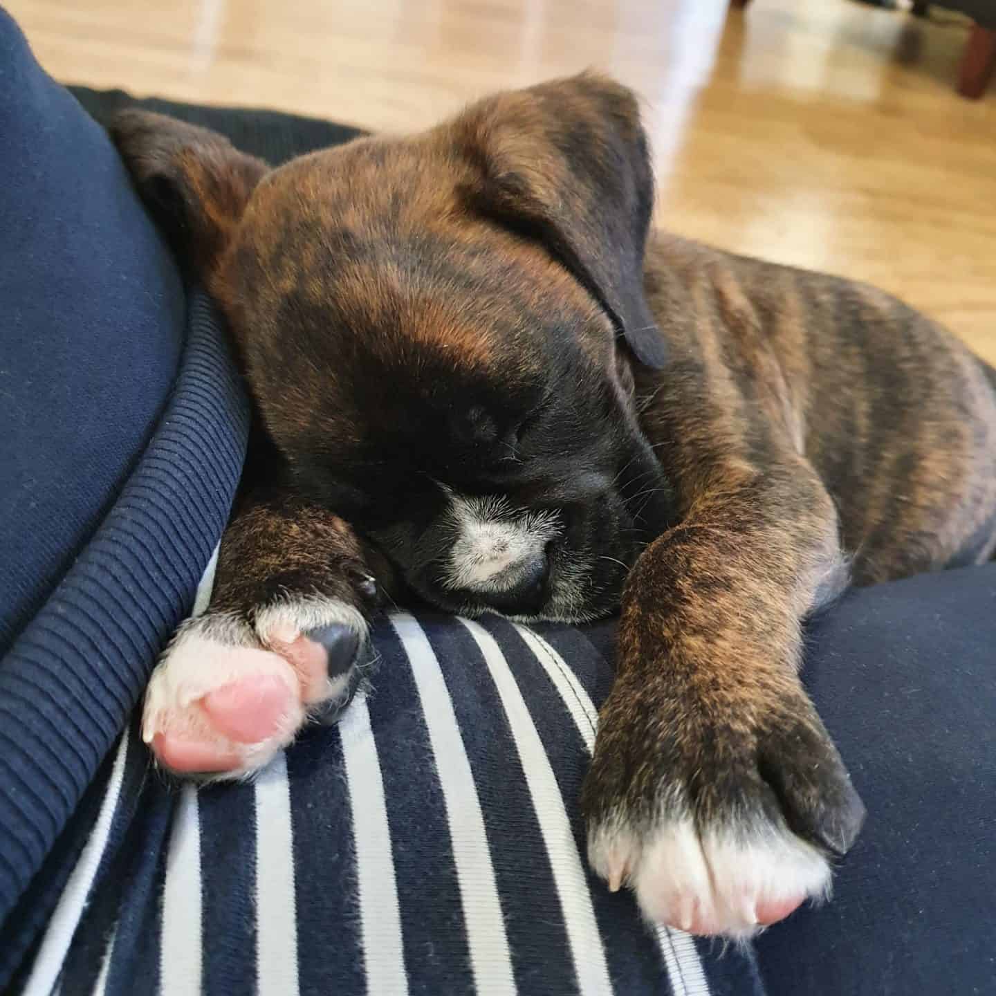 Sleeping brindle boxer puppy - 7 weeks and 4 days old.