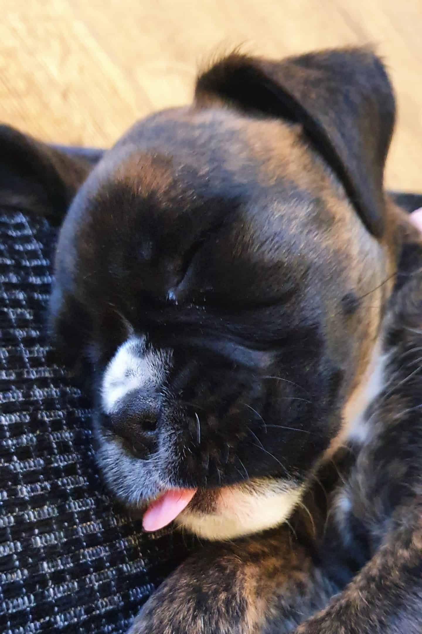 Boxer puppy sleeping with her tongue out