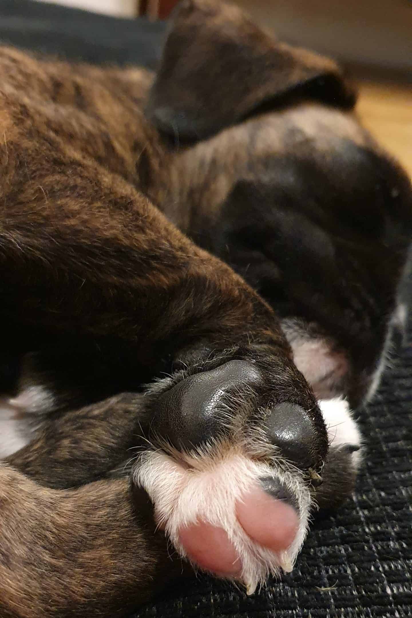 Fresh puppy paws - sleeping boxer puppy