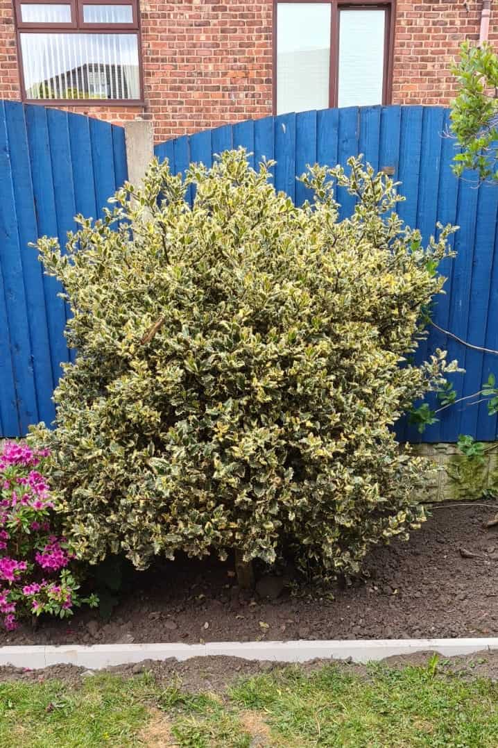overgrown holly bush in need of a trim