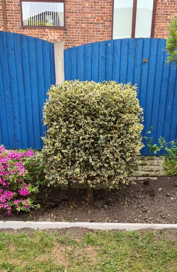Who cuts their holly bush into a cube? That's right, bored men on lockdown